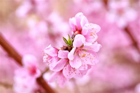 桃花圖|超过 100000 张关于“桃花树”和“桃花”的免费图片